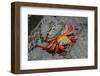Sally Lightfoot Crab-Arthur Morris-Framed Photographic Print