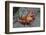 Sally Lightfoot Crab-Arthur Morris-Framed Photographic Print