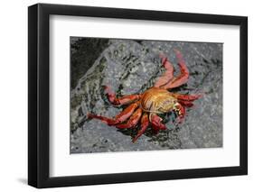 Sally Lightfoot Crab-Arthur Morris-Framed Photographic Print