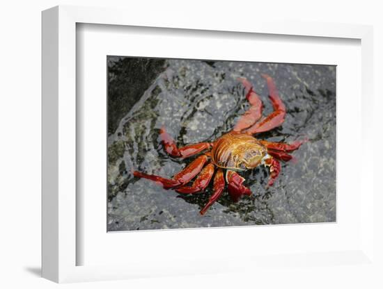 Sally Lightfoot Crab-Arthur Morris-Framed Photographic Print