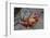 Sally Lightfoot Crab-Arthur Morris-Framed Photographic Print