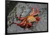 Sally Lightfoot Crab-Arthur Morris-Framed Photographic Print