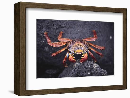 Sally Lightfoot Crab-DLILLC-Framed Photographic Print