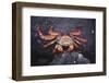 Sally Lightfoot Crab-DLILLC-Framed Photographic Print