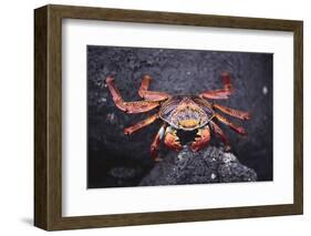 Sally Lightfoot Crab-DLILLC-Framed Photographic Print