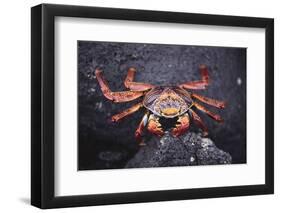 Sally Lightfoot Crab-DLILLC-Framed Photographic Print