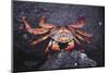 Sally Lightfoot Crab-DLILLC-Mounted Photographic Print