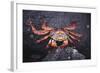 Sally Lightfoot Crab-DLILLC-Framed Photographic Print