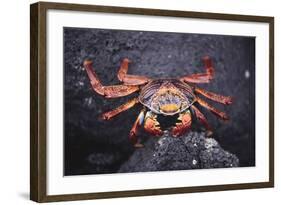 Sally Lightfoot Crab-DLILLC-Framed Photographic Print