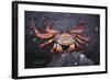 Sally Lightfoot Crab-DLILLC-Framed Photographic Print