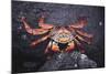 Sally Lightfoot Crab-DLILLC-Mounted Photographic Print