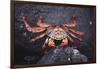 Sally Lightfoot Crab-DLILLC-Framed Photographic Print