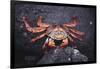 Sally Lightfoot Crab-DLILLC-Framed Photographic Print