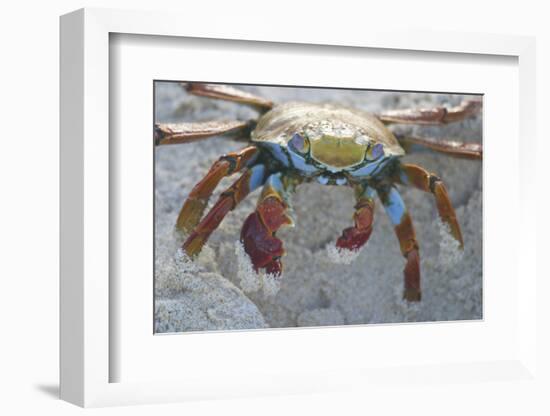 Sally Lightfoot Crab-DLILLC-Framed Photographic Print