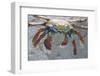 Sally Lightfoot Crab-DLILLC-Framed Photographic Print