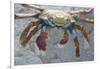 Sally Lightfoot Crab-DLILLC-Framed Photographic Print