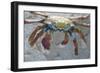 Sally Lightfoot Crab-DLILLC-Framed Photographic Print