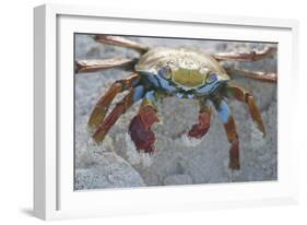 Sally Lightfoot Crab-DLILLC-Framed Photographic Print