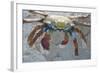 Sally Lightfoot Crab-DLILLC-Framed Photographic Print