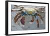 Sally Lightfoot Crab-DLILLC-Framed Photographic Print