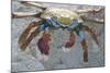 Sally Lightfoot Crab-DLILLC-Mounted Photographic Print