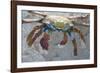 Sally Lightfoot Crab-DLILLC-Framed Photographic Print