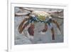 Sally Lightfoot Crab-DLILLC-Framed Photographic Print