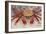 Sally Lightfoot Crab-DLILLC-Framed Photographic Print