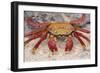 Sally Lightfoot Crab-DLILLC-Framed Photographic Print