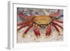 Sally Lightfoot Crab-DLILLC-Framed Photographic Print