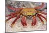 Sally Lightfoot Crab-DLILLC-Mounted Photographic Print