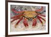 Sally Lightfoot Crab-DLILLC-Framed Photographic Print