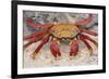 Sally Lightfoot Crab-DLILLC-Framed Photographic Print