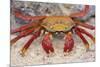 Sally Lightfoot Crab-DLILLC-Mounted Photographic Print