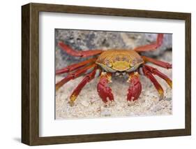 Sally Lightfoot Crab-DLILLC-Framed Photographic Print