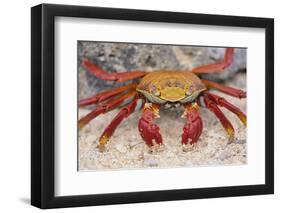 Sally Lightfoot Crab-DLILLC-Framed Photographic Print
