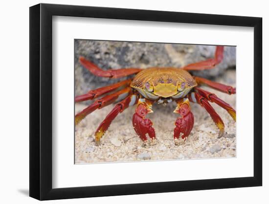 Sally Lightfoot Crab-DLILLC-Framed Photographic Print