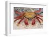 Sally Lightfoot Crab-DLILLC-Framed Photographic Print