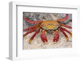 Sally Lightfoot Crab-DLILLC-Framed Photographic Print