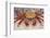 Sally Lightfoot Crab-DLILLC-Framed Photographic Print