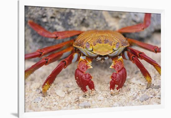 Sally Lightfoot Crab-DLILLC-Framed Photographic Print