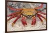 Sally Lightfoot Crab-DLILLC-Framed Photographic Print