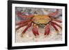 Sally Lightfoot Crab-DLILLC-Framed Photographic Print