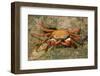 Sally Lightfoot Crab-DLILLC-Framed Photographic Print