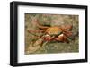 Sally Lightfoot Crab-DLILLC-Framed Photographic Print