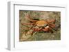 Sally Lightfoot Crab-DLILLC-Framed Photographic Print