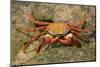 Sally Lightfoot Crab-DLILLC-Mounted Photographic Print