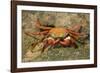 Sally Lightfoot Crab-DLILLC-Framed Photographic Print