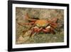 Sally Lightfoot Crab-DLILLC-Framed Photographic Print