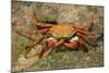 Sally Lightfoot Crab-DLILLC-Mounted Photographic Print